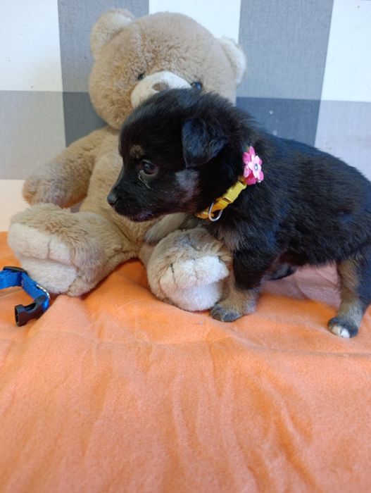 Mela psie dziecko szuka kochającej rodziny