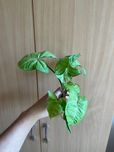 Syngonium sadzonki ukorzenione