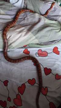 Wąż zbożowy z terrarium
