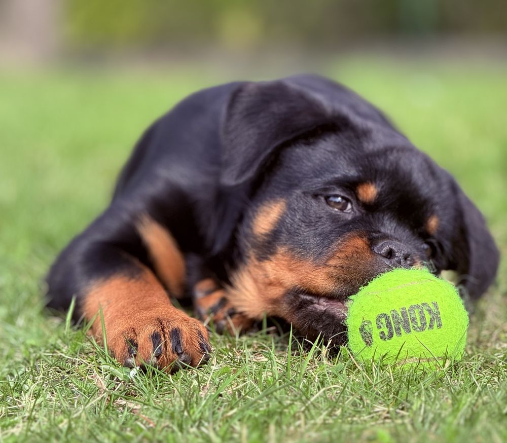 Rottweiler - Zapowiedź miotu - Rottweiler