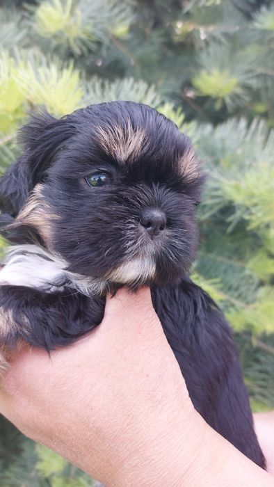 Shih-tzu czarna dziewczynka