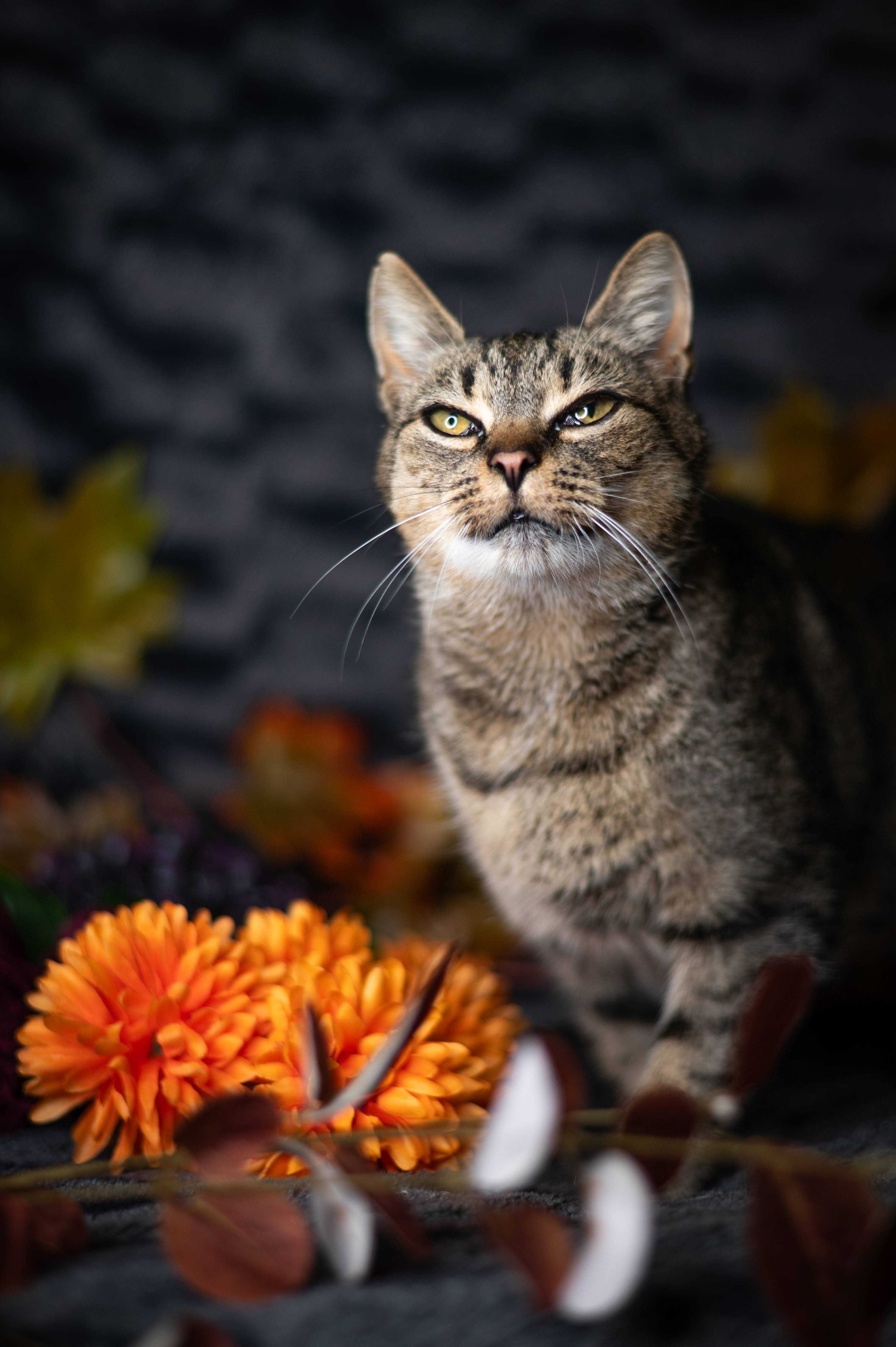 TĘCZA kotka do adopcji