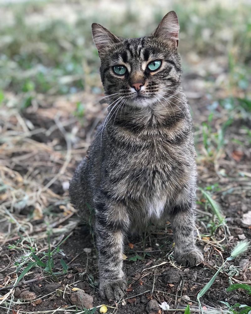 Кошечка в добрые ручки!