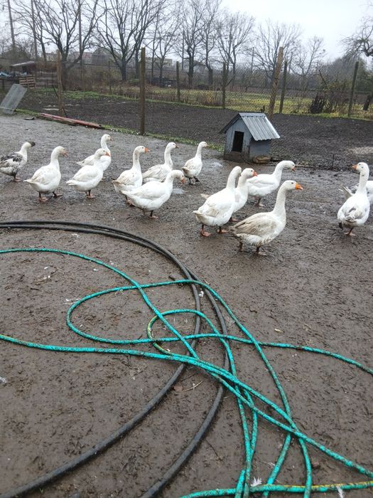 Продам гусей на мясо или живых