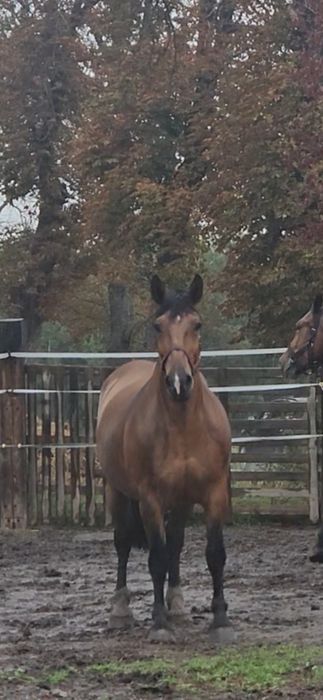 sprzedam klacz konie  koń licencja