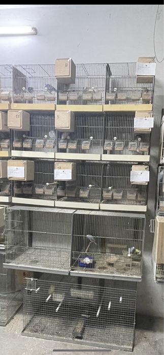 Gaiolas de 1,20 de criacao com casais de periquitos
