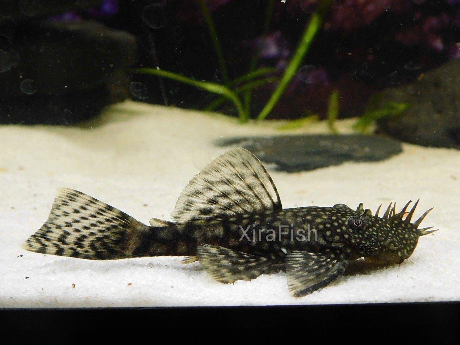 Ancistrus sp. Bebés