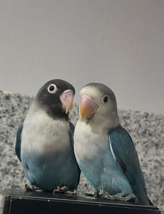 Agaponis domésticados