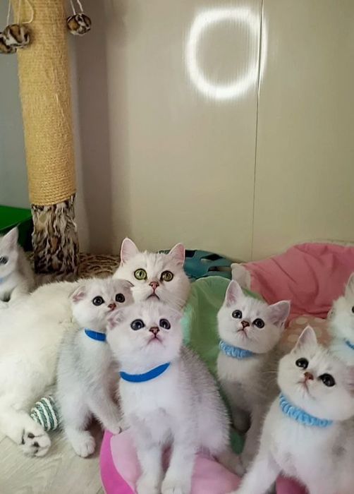 СКотята : ріблясті хутрові грілочки до зими .