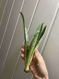 Sansevieria Cleopatra