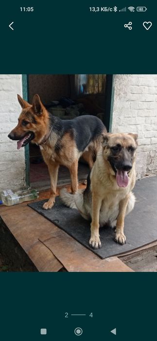 Німецька вівчарка