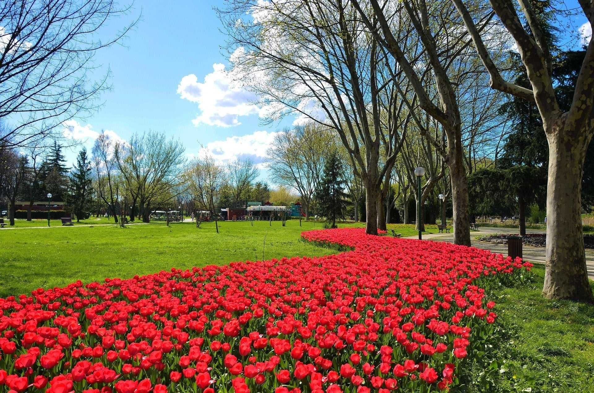 TULIPAN Czerwony 25 szt Cebulki Tulipanów Czerwonych TULIPANY Czerwone