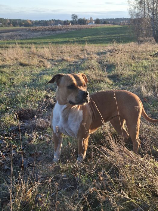 Oddam suczke amstaffa