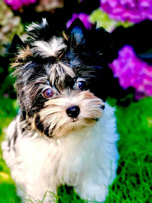 York , Yorki . Cudny piesek Biewer 2 z rodowodem.