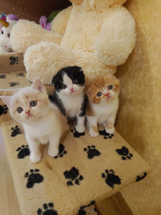Шотладські кошенята