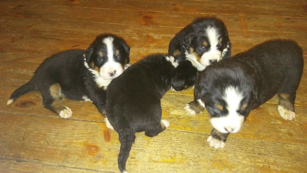 Warmiński pies pasterski