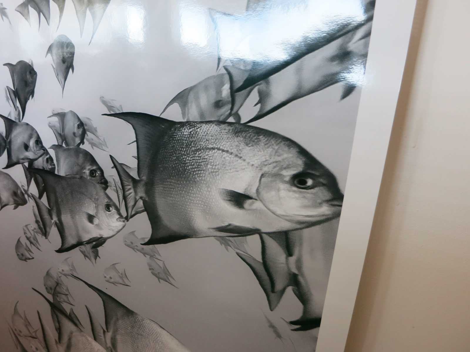 Fotografia - Atlantic Spadefish Schooling