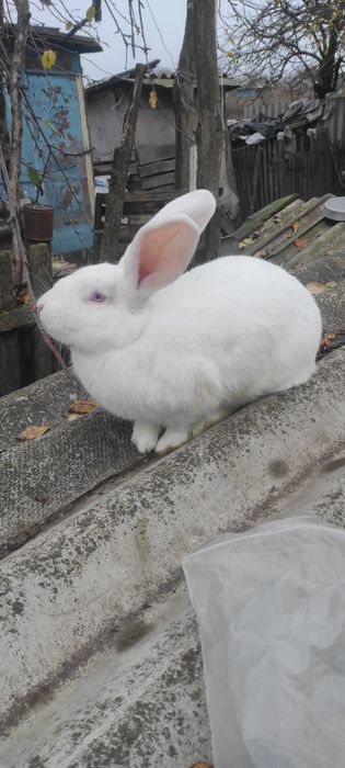 Кролі на  розвод