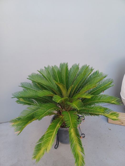 Vende-se planta cica