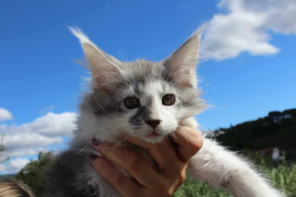 Macho Maine Coon