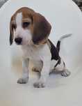 Beagle tricolor 2 meses