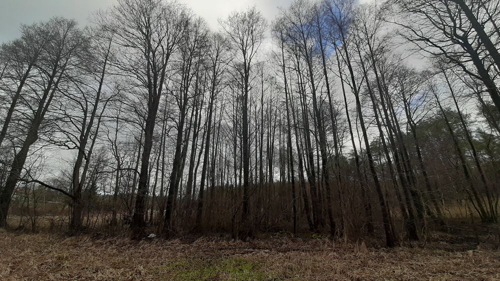 Olcha tartaczna na pniu