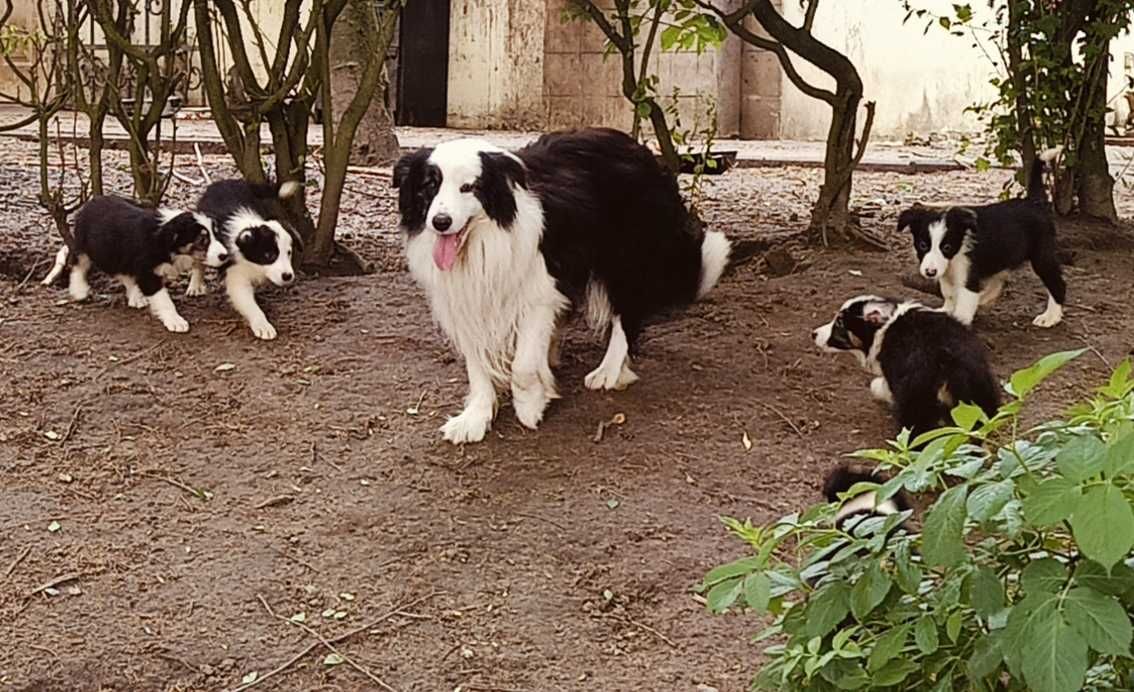 Border collie samiec