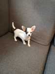CHihuahua  suczka