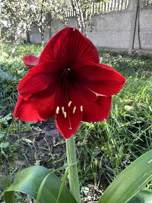 Продам вазон гіппеаструм(лілія)