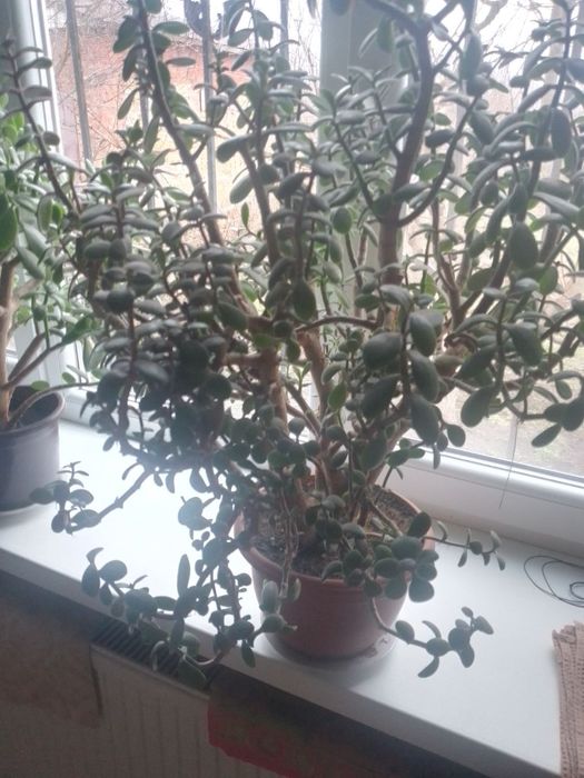 Продам денежное дерево