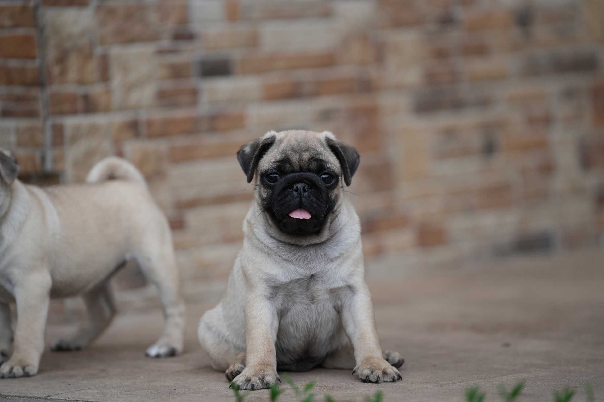 Mops Mopsy Szczenię Piesek