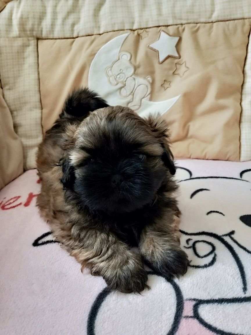 Śliczna suczka shih tzu