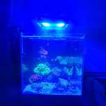 Akwarium morskie 60l 40x40x40 optiwhite z życiem ,lampą  maxspect