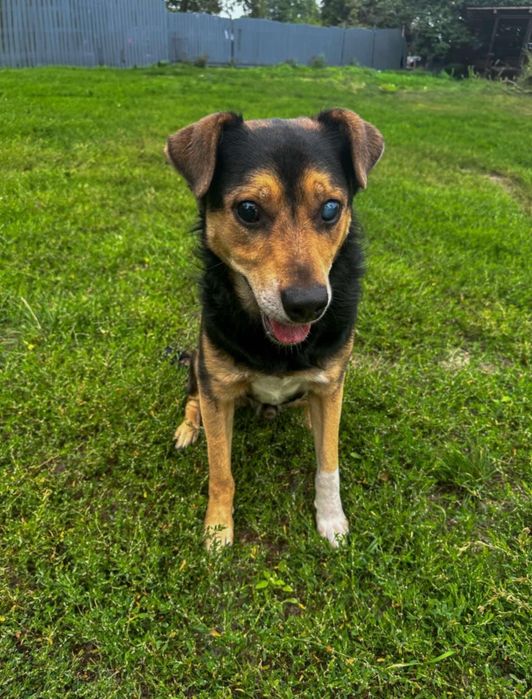 Kobiś szuka kochającego domku