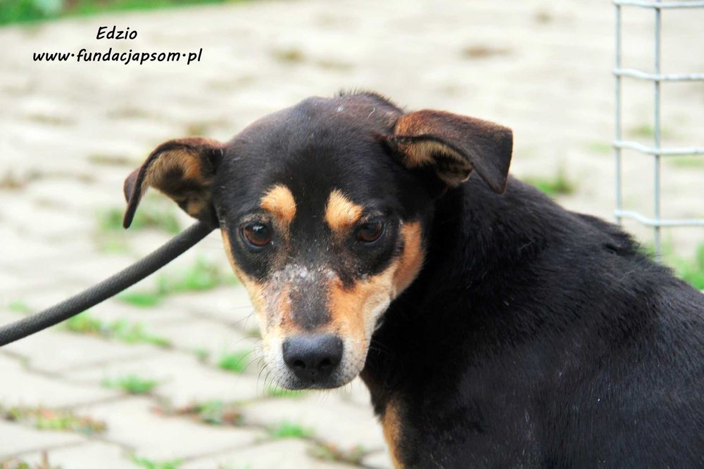 Edzio - nieśmiały piesek