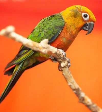 Аратинга Яндайя – самый доброжелательный попугай