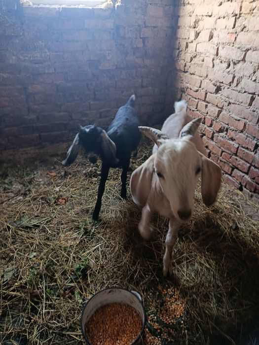 Продам козенят. Коза 3міс. Козел 4 міс.