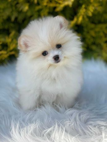 Piękna suczka typ BOO - Pomeranian Szpic Miniaturowy - dla Elity !