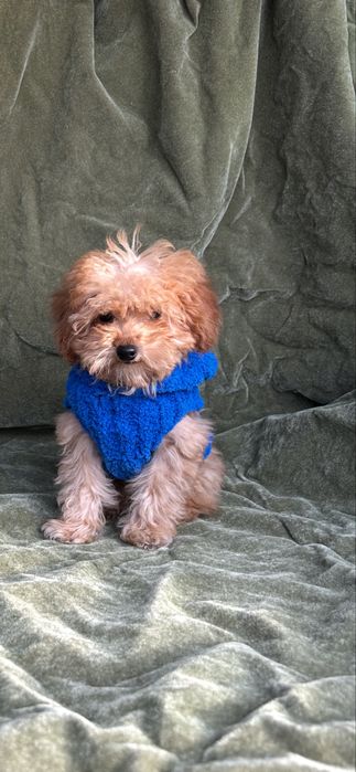 Мальчишка в абрикосовом окрасе