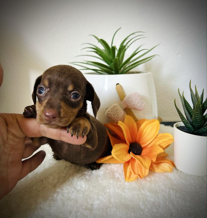 Excelente menino teckel kanichen chocolate