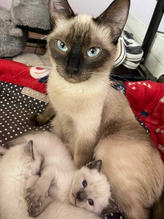 Kotki syjamskiego typu