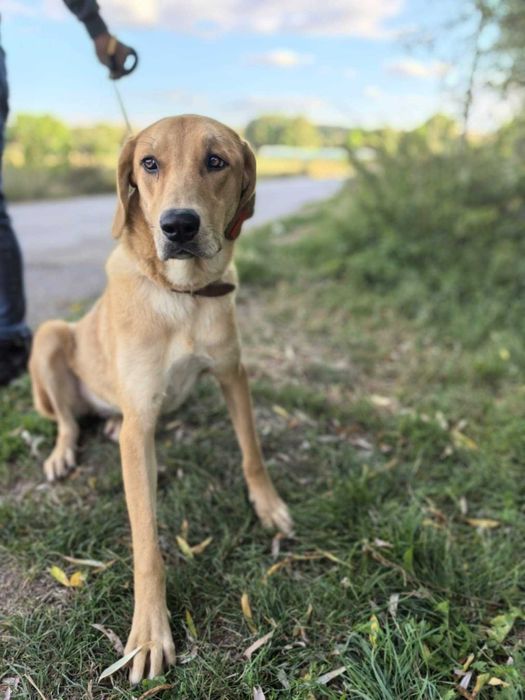 BELLUNIA  młoda,  dostojna, piękna sunia do adopcji