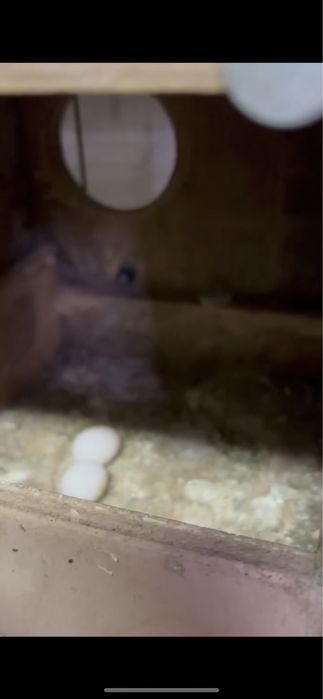 Casal de periquitos de poupa femea a meter ovos