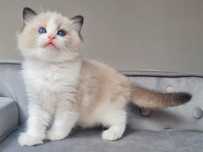 Ragdoll kocurek seal bikolor hodowlano wystawowy