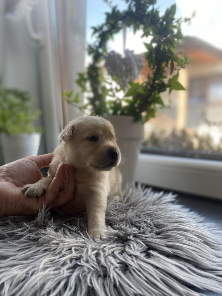 Labrador retriever