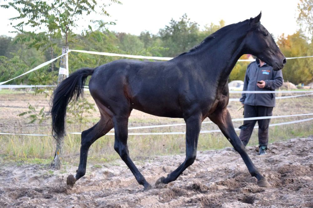 Koń Małopolski Wałach Angloarab skarogniady!!