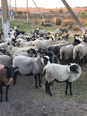 Продаем Романовские овцы, бараны, молодняк. Овцеводство под ключ.