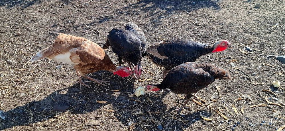 Indyki, indory z kwietnia 2025 roku