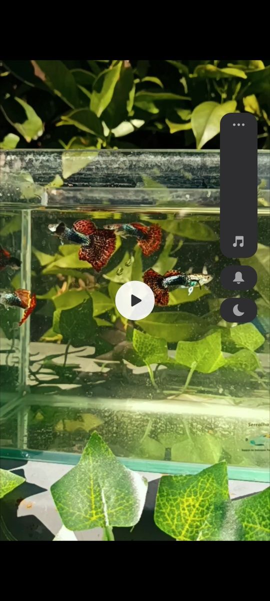 Dragon SS Mosaico Red Fire