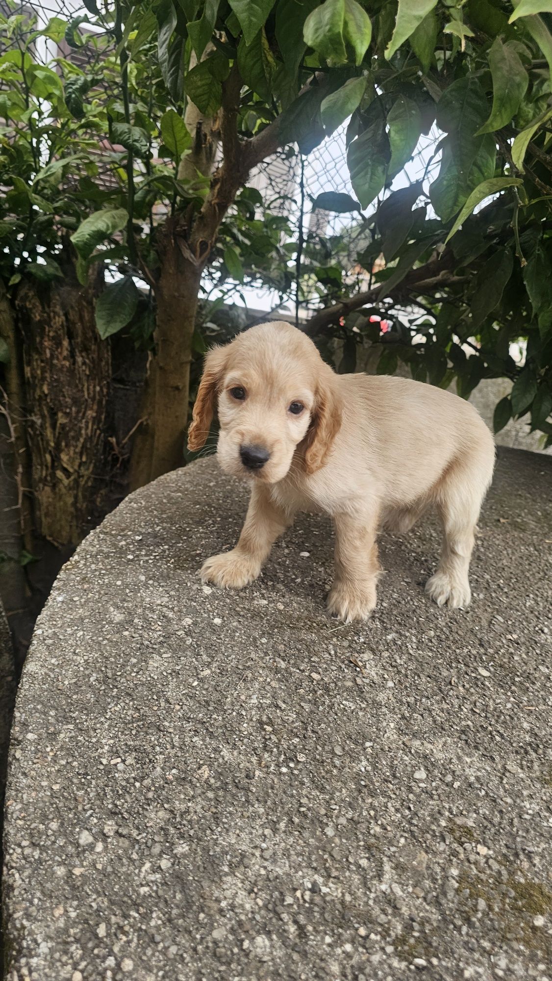 Cocker spaniel dourado